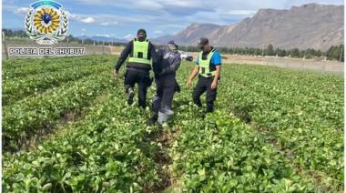 Entró a un campo ajeno para juntar frutillas y terminó detenido