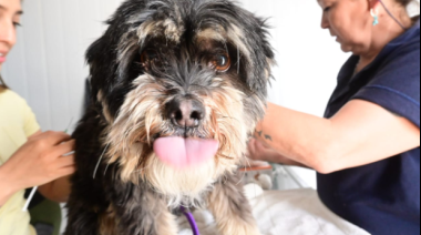 Jornada clave para perros y gatos: este sábado hay castraciones sin costo en El Porvenir