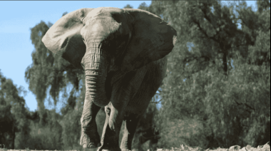 Murió Kenya, la elefanta que cerró para siempre la era de elefantes en cautiverio en Argentina