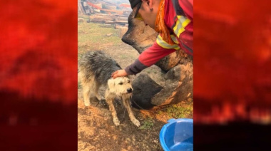 Brigadistas salvaron a un perro que estaba encadenado entre las llamas