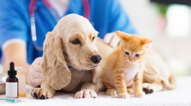 Castraciones y vacunas gratis: Puerto Madryn suma nuevas jornadas para perros y gatos