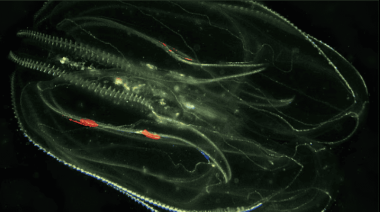 Venecia en jaque: medusas caníbales y cangrejos azules invaden la laguna