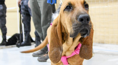 Vacunaciones y castraciones gratuitas: el Municipio sale a los barrios