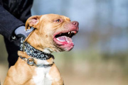 Brutal ataque en El Bolsón: deberán pagar $14 millones por el ataque de su pitbull a una nena