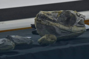 Apareció un cocodrilo marino de 150 millones de años en Neuquén y es un hallazgo histórico