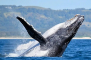 Comenzó la temporada de Ballenas en Chubut