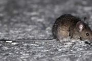Buscan frenar al hantavirus con un medicamento argentino: ya trataron a dos pacientes