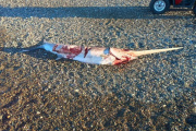 Hallaron un pez espada en la playa Bajo Los Huesos