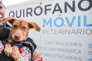 Vacunas, antiparasitarios y castraciones gratis para perros y gatos: cuándo y dónde