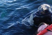 Puerto Madryn se lució con un nuevo Fam Press para promocionar la temporada de ballenas