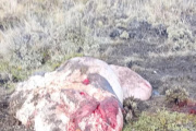 Corcovado: faenaron una vaca y tiraron las vísceras al costado del camino