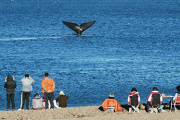 Ballenas gratis para los madrynenses: salida especial a El Doradillo