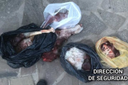 Interceptan a seis “galgueros” con carne de guanaco y 12 perros de caza