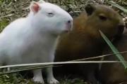 El carpincho albino que rompió Internet vuelve a ser furor