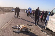 Un guanaco se cruzó en la ruta y terminó en tragedia para el turismo