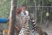 Histórico: cárcel para tres cazadores que mataron un yaguareté en Formosa