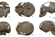 Hallan en China un cráneo de un millón de años que cambia la historia de la evolución humana