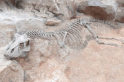 Llega el streaming que mostrará nuevos hallazgos en tiempo real sobre dinosaurios
