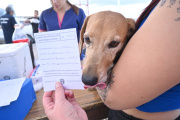 Campaña gratuita de castración en el barrio Güemes: cuidá a tu mascota