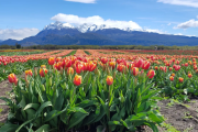 Trevelin se llena de color: arrancó la floración en el Campo de Tulipanes