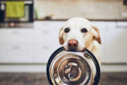Buscan hogares para 15 perros que quedaron solos tras la muerte de su cuidador