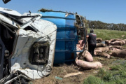 Volcó un camión con cerdos y los vecinos arrasaron con los animales en plena ruta