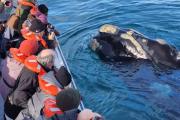 Provincia lanza la licitación para el avistaje de ballenas en Puerto Pirámides por 15 temporadas