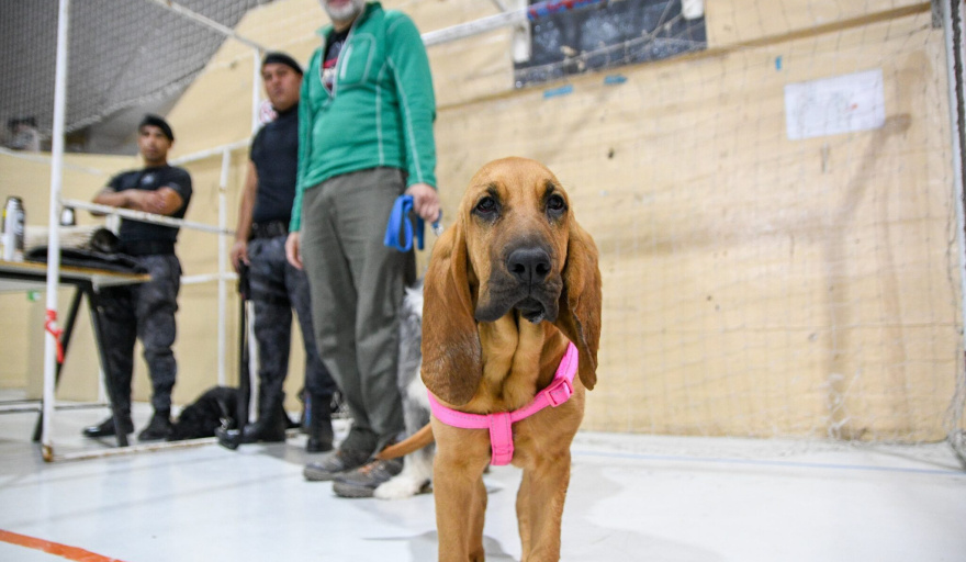Atención vecinos: este sábado habrá castración y vacunas gratis para perros y gatos